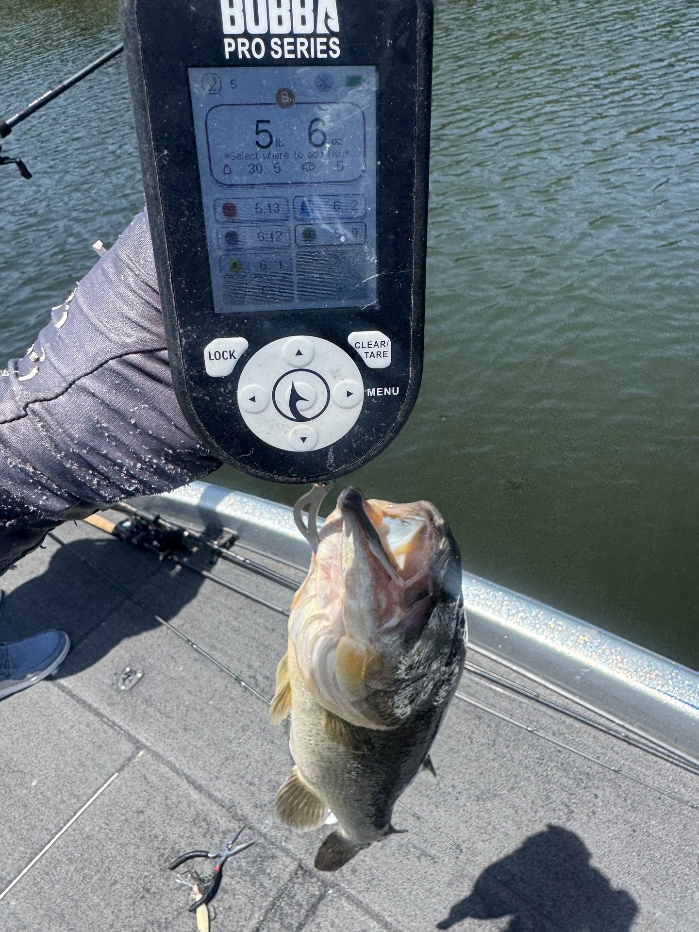 Largemouth Bass
