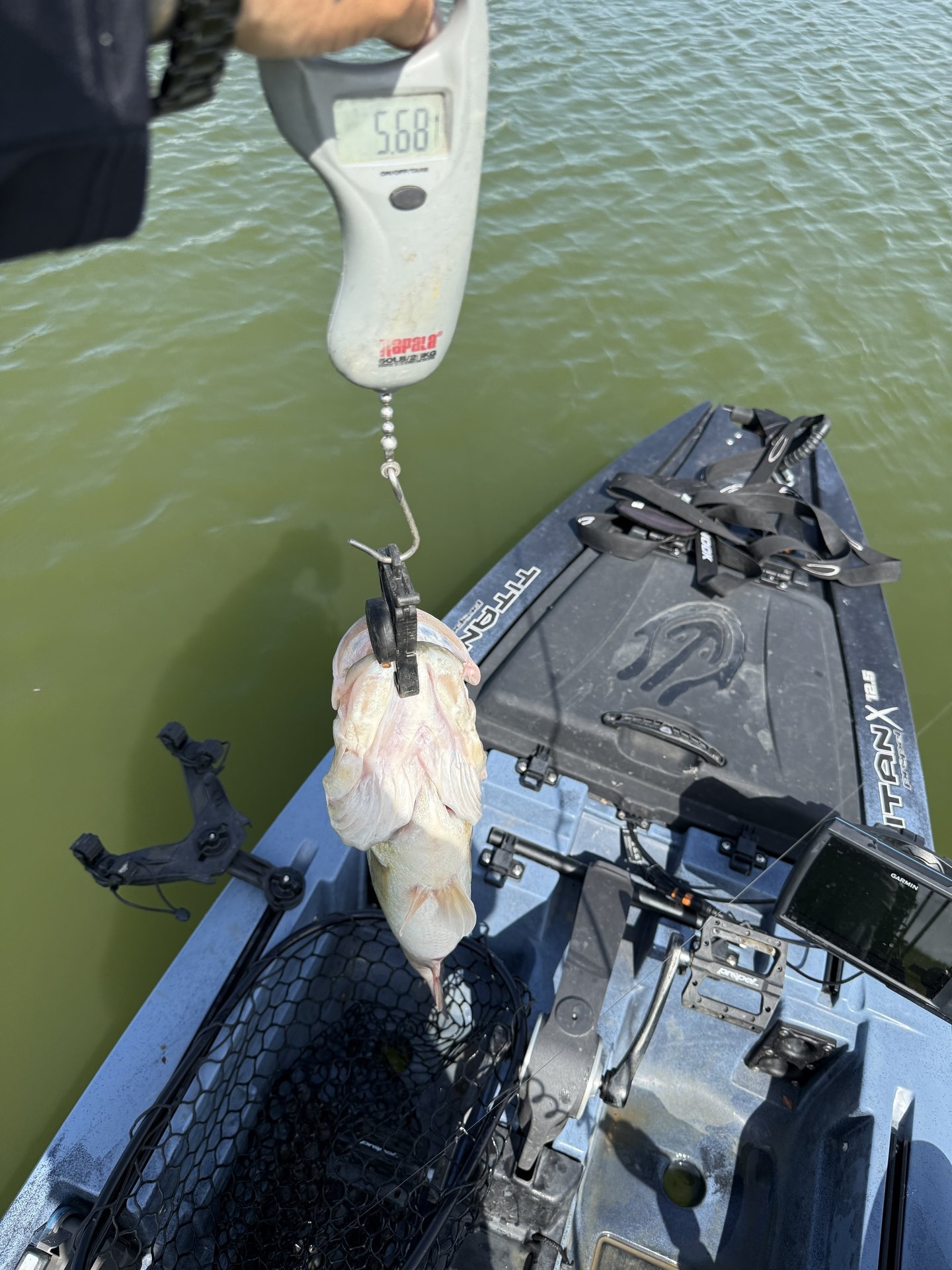 Largemouth Bass