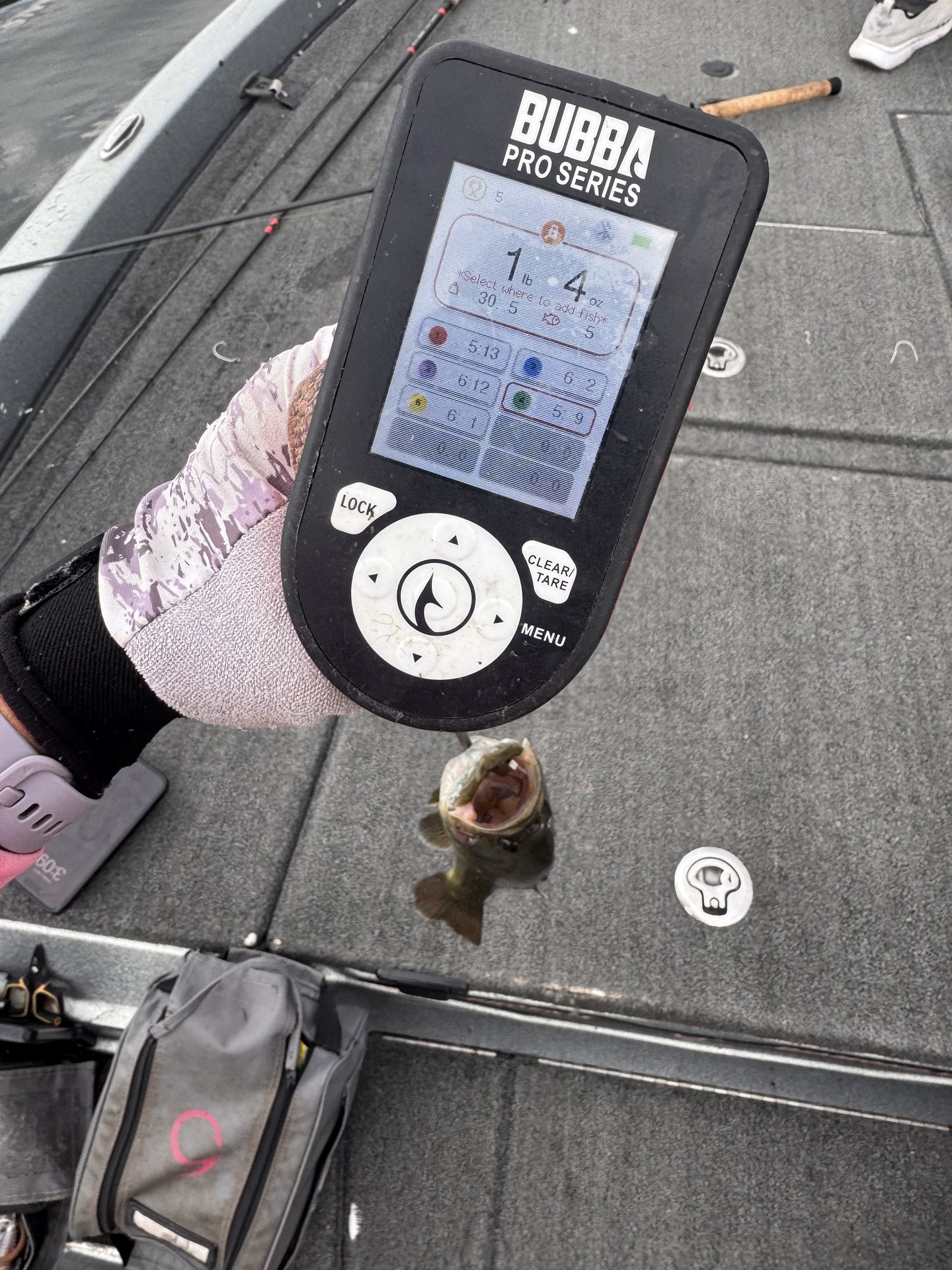 Largemouth Bass