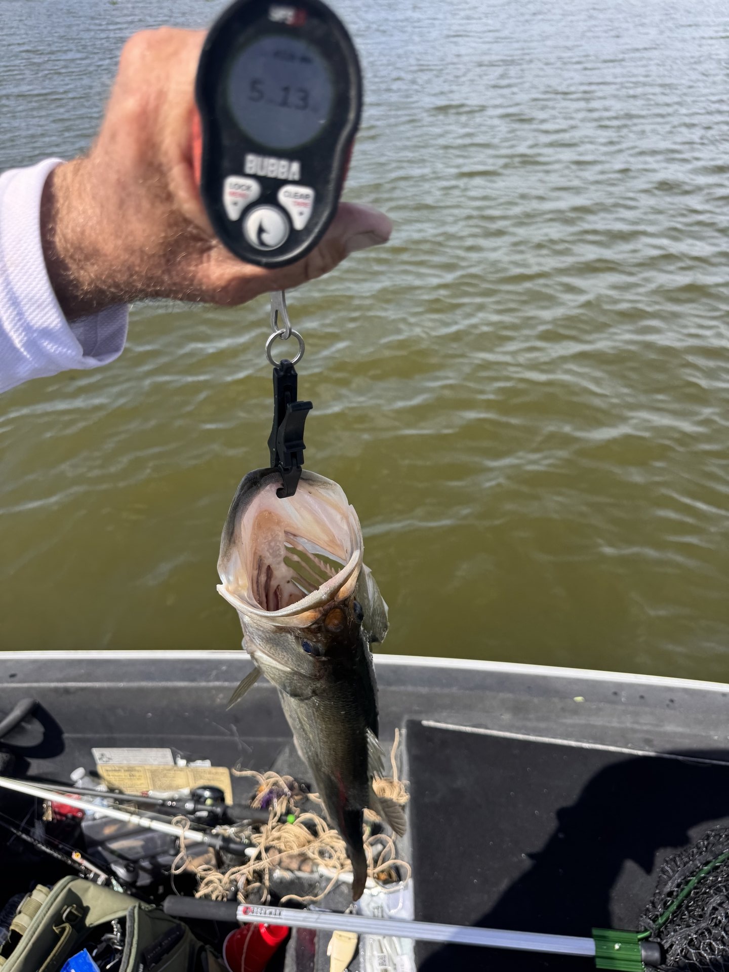 Largemouth Bass