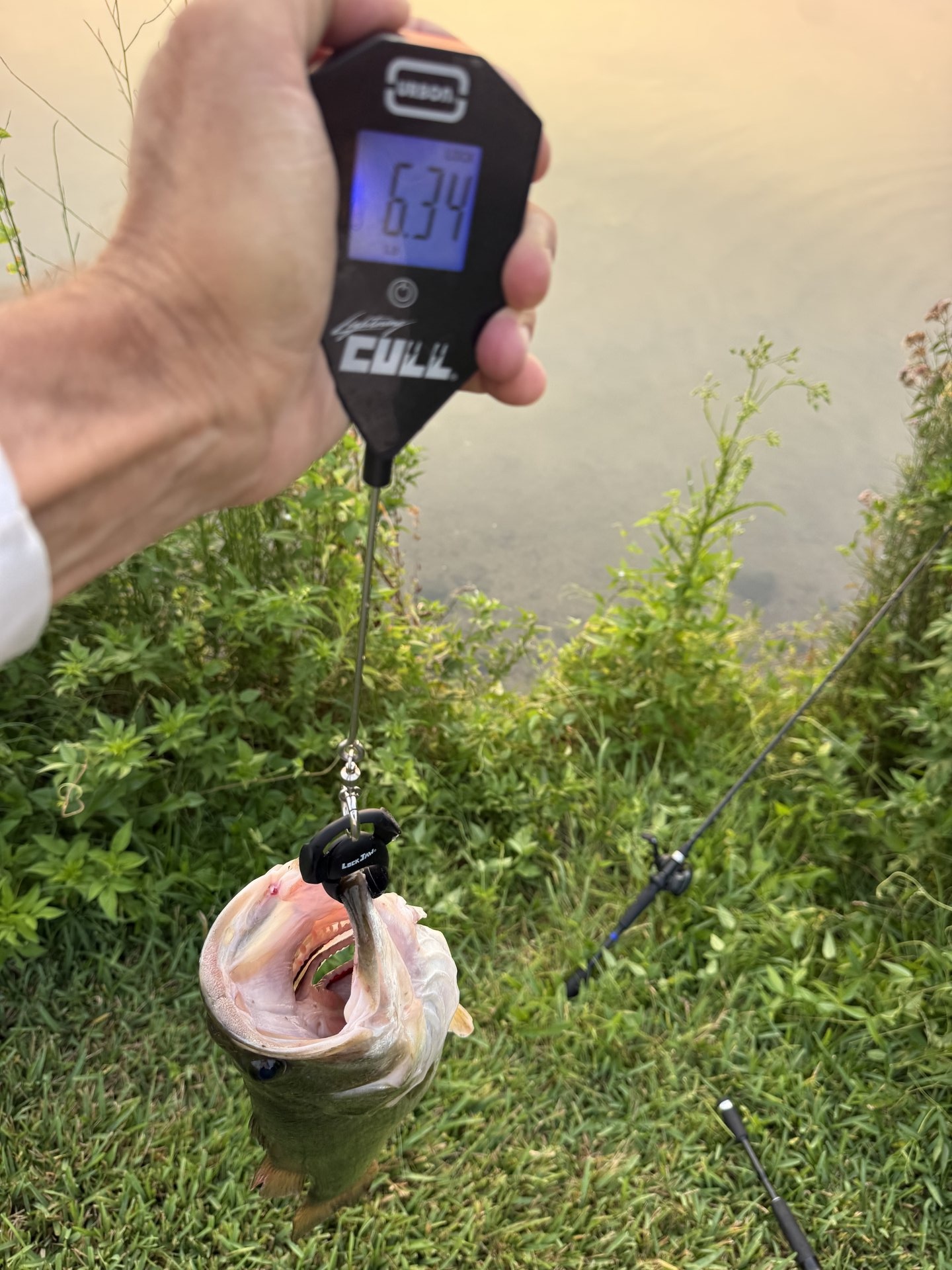 Largemouth Bass
