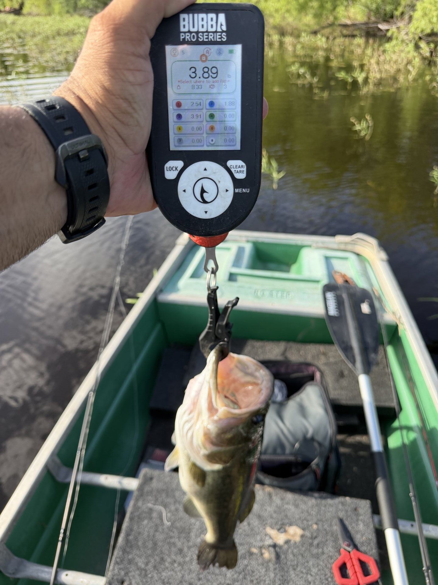 Largemouth Bass