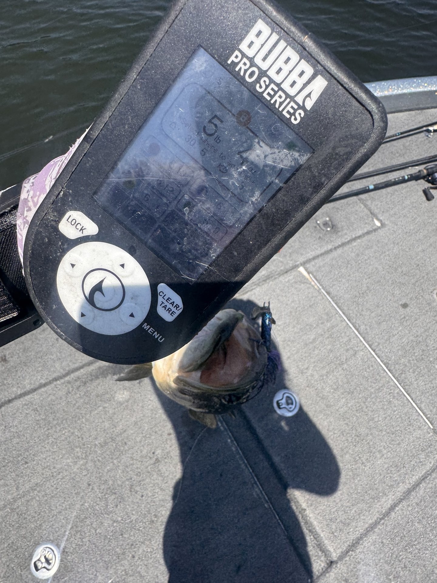 Largemouth Bass
