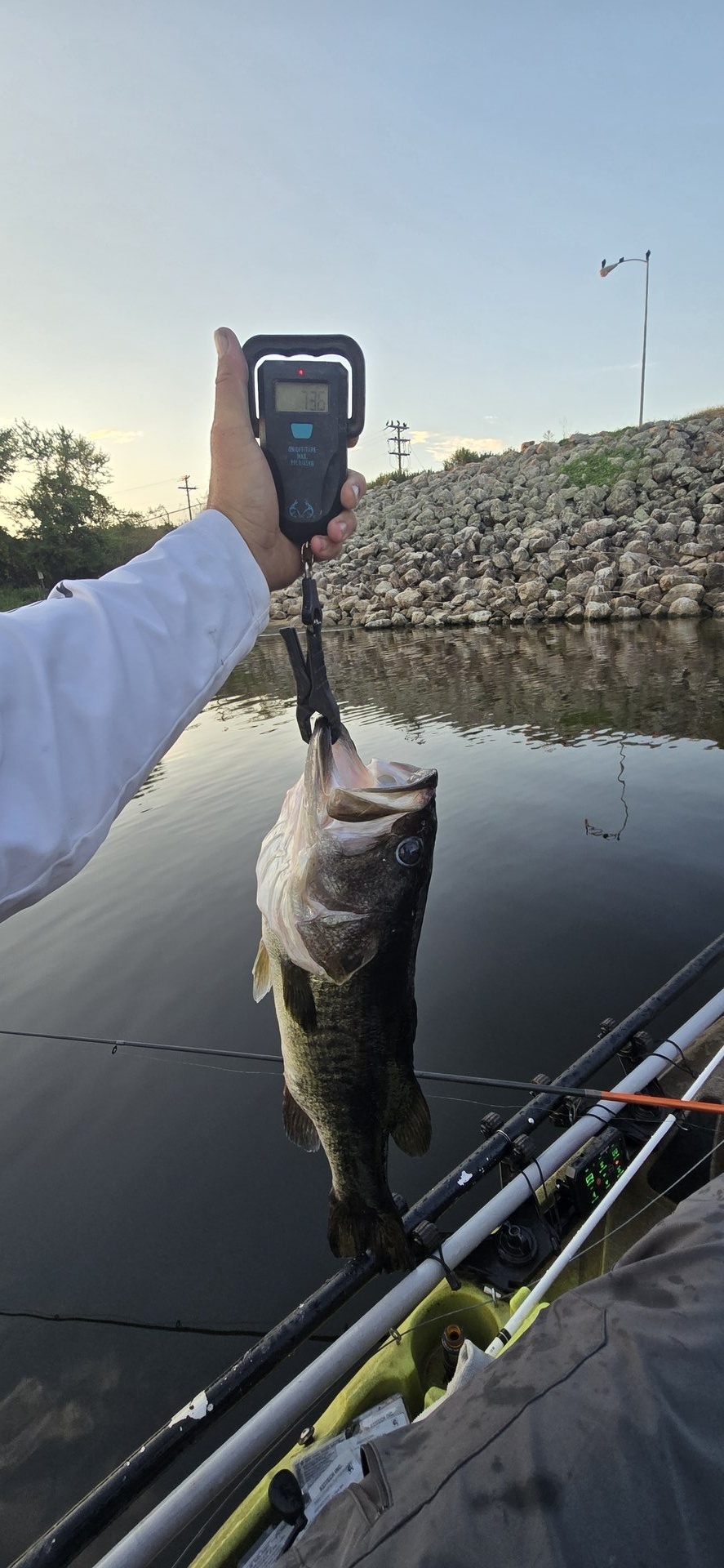 Largemouth Bass