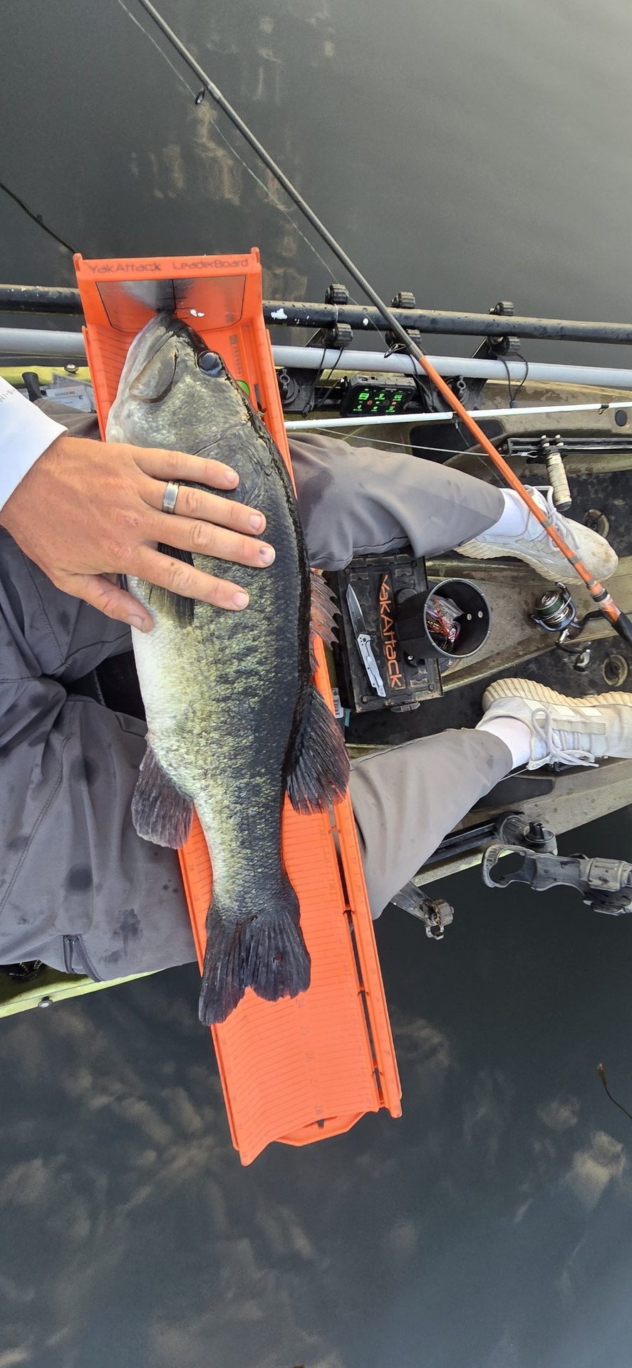 Largemouth Bass