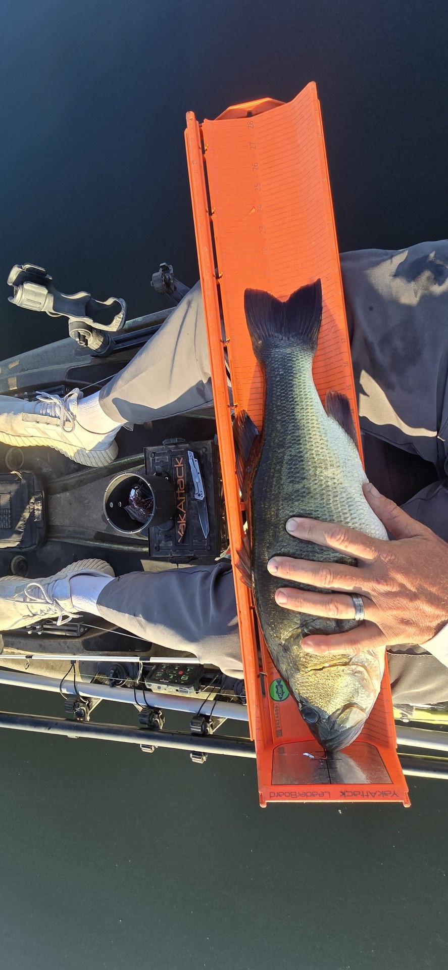Largemouth Bass