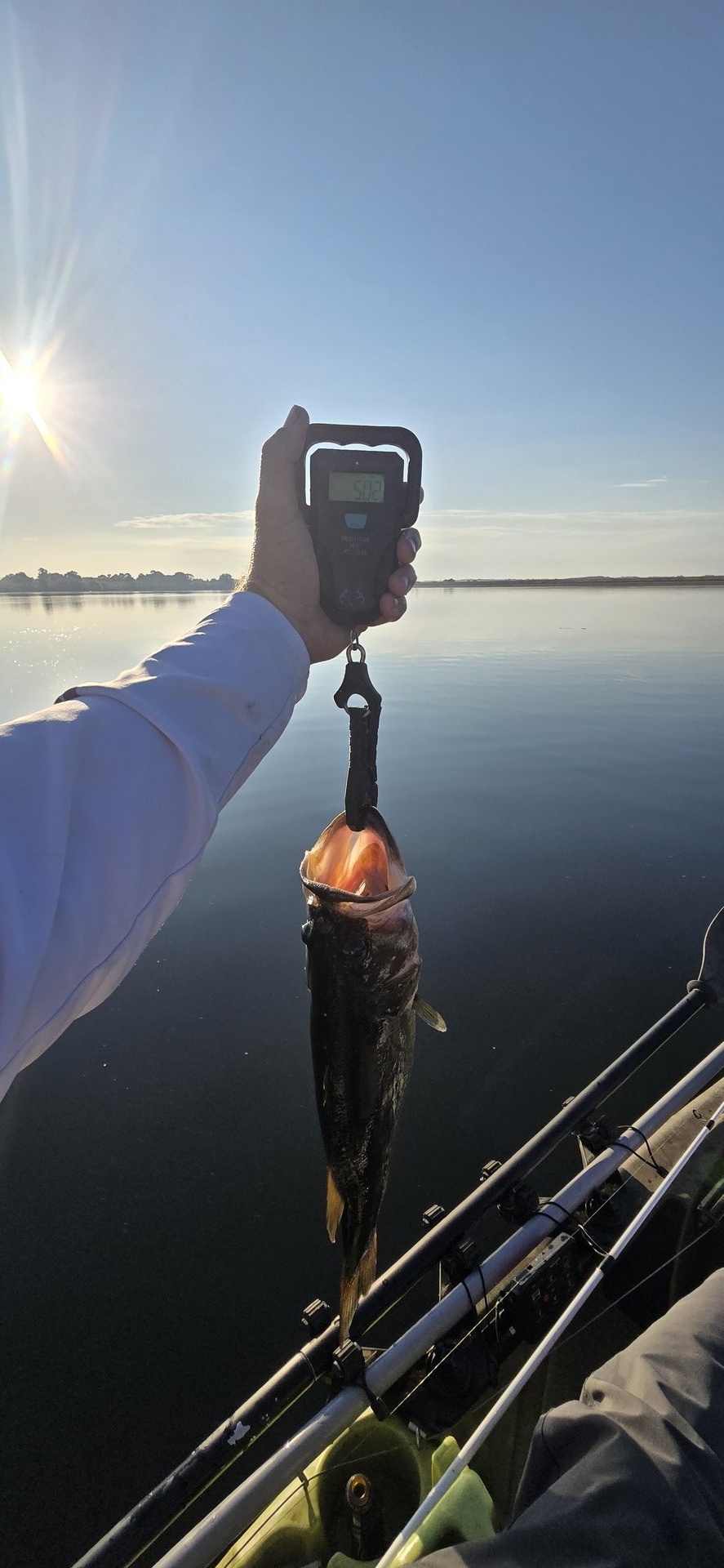 Largemouth Bass