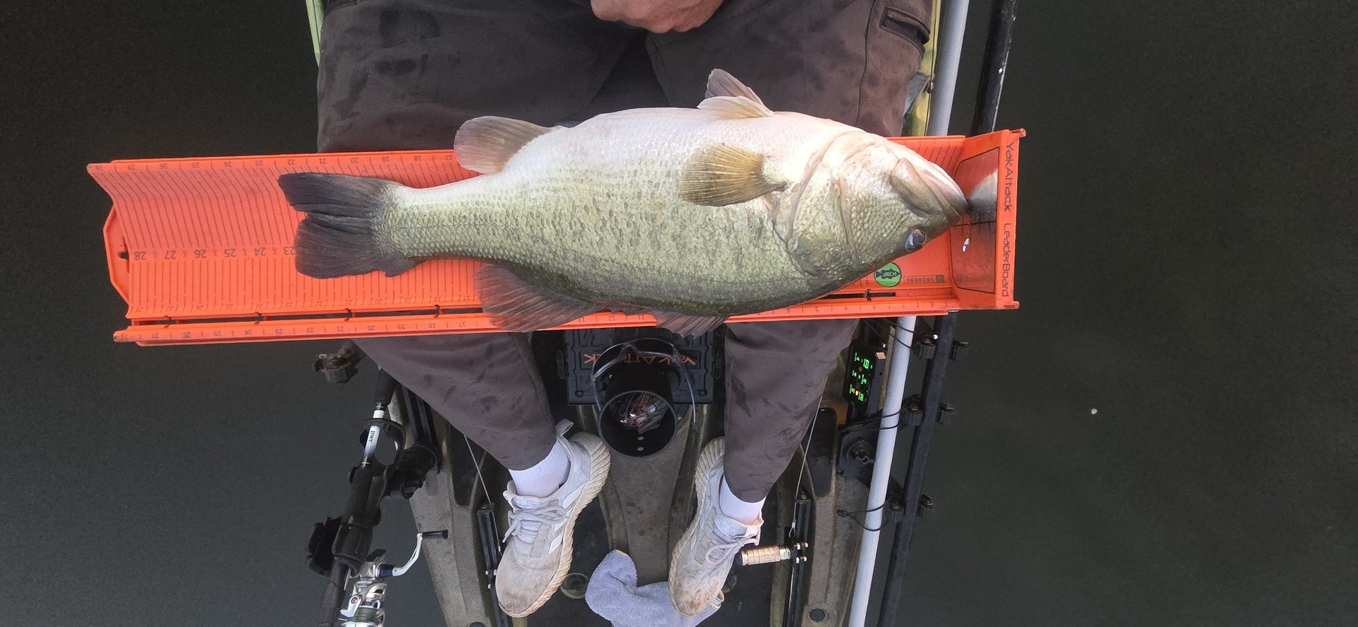 Largemouth Bass