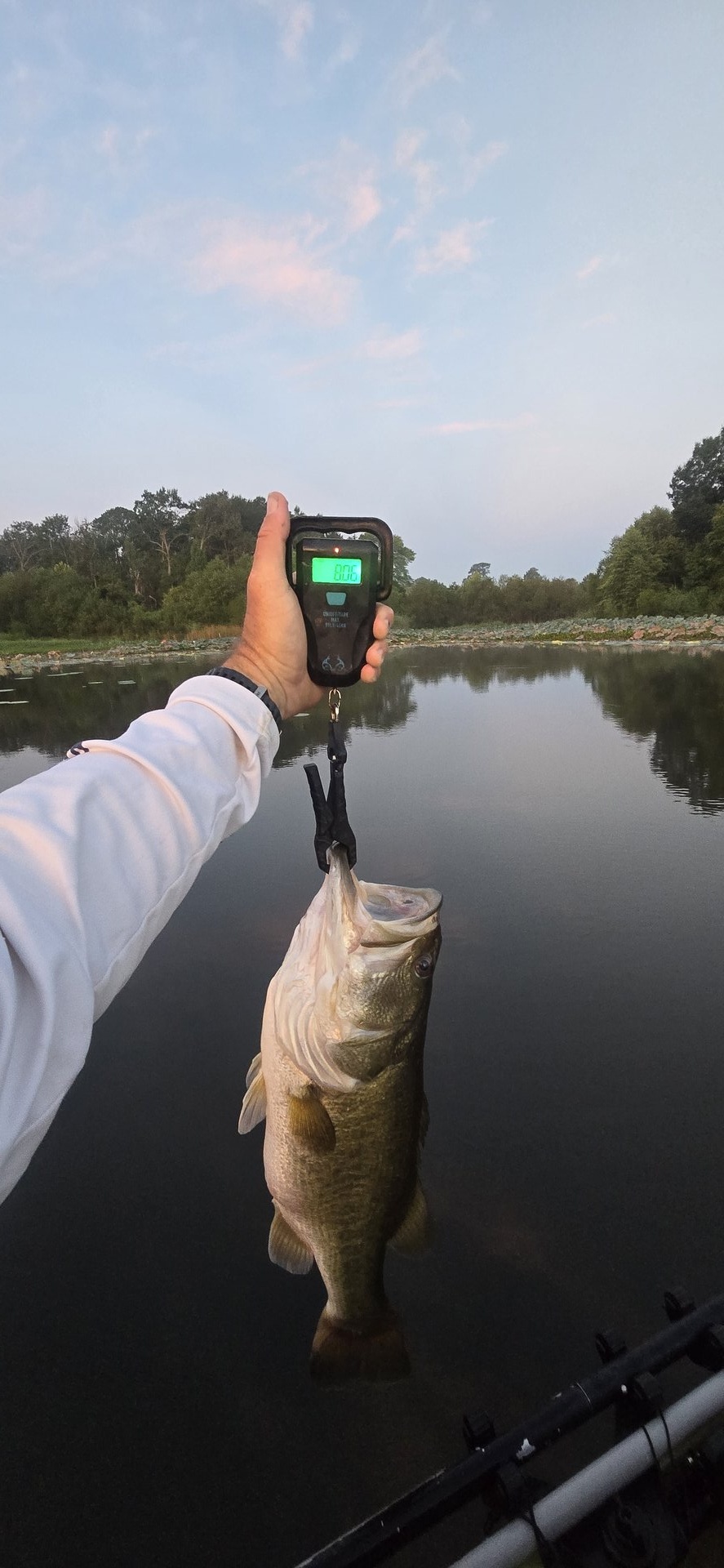 Largemouth Bass