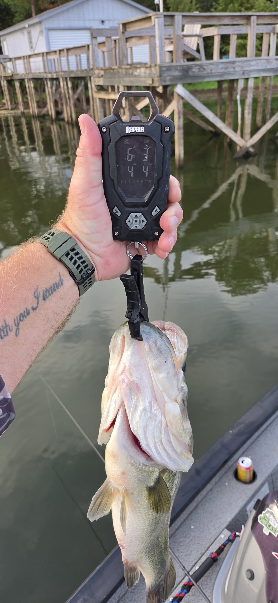 Largemouth Bass