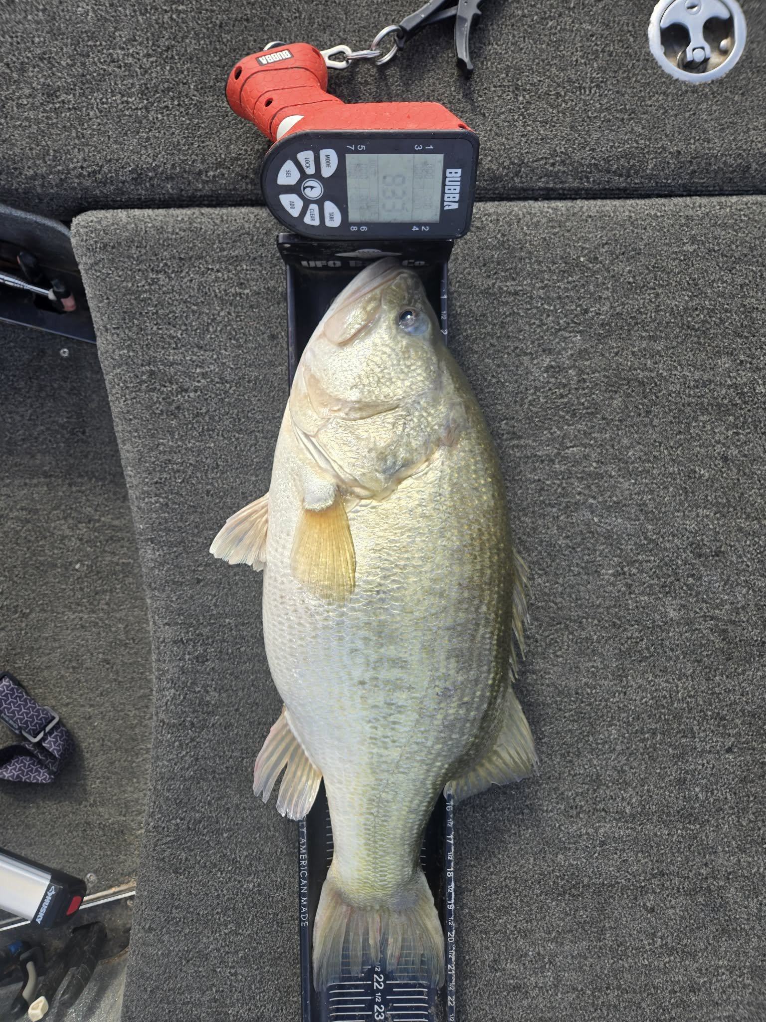 Largemouth Bass