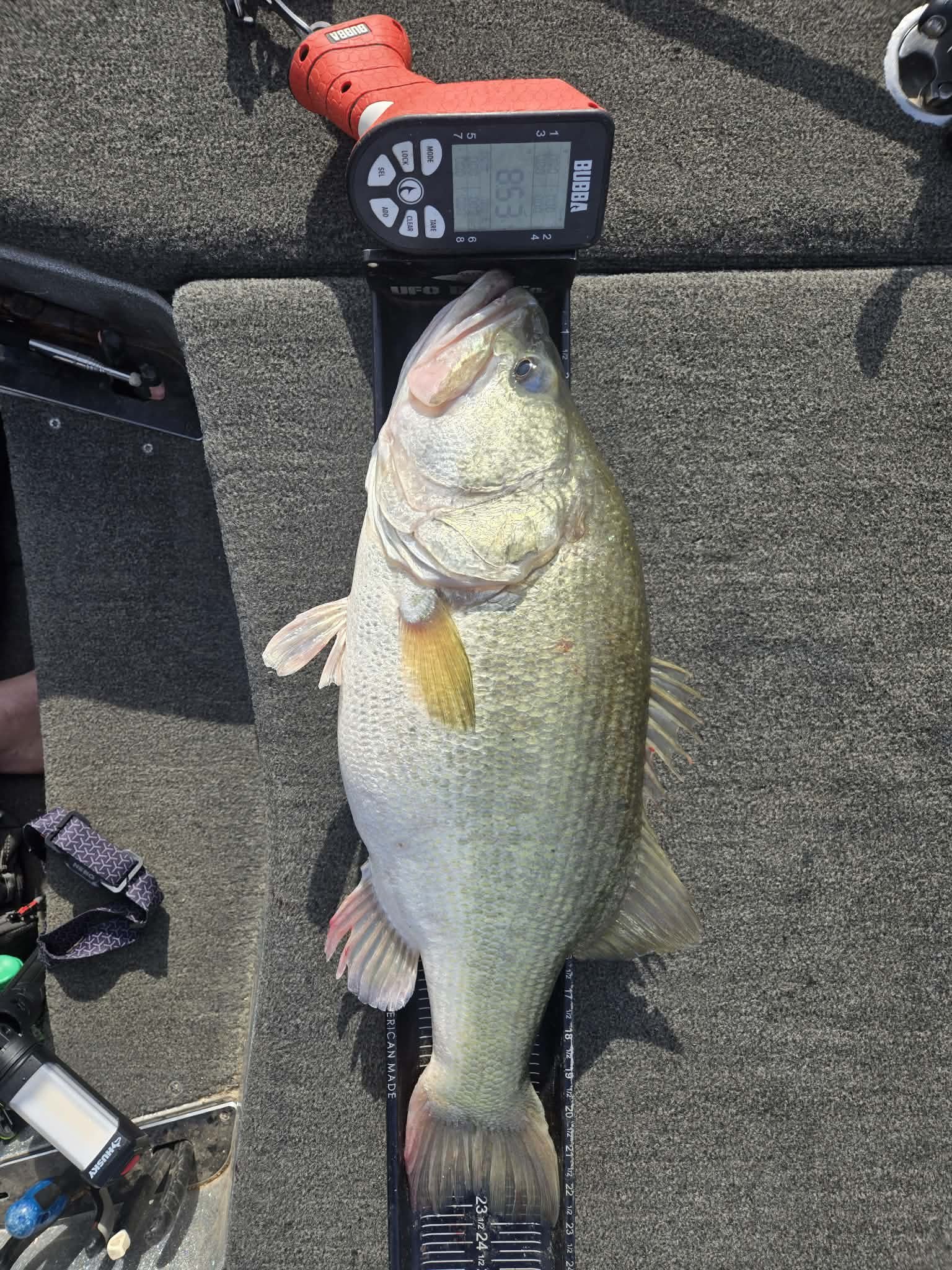 Largemouth Bass