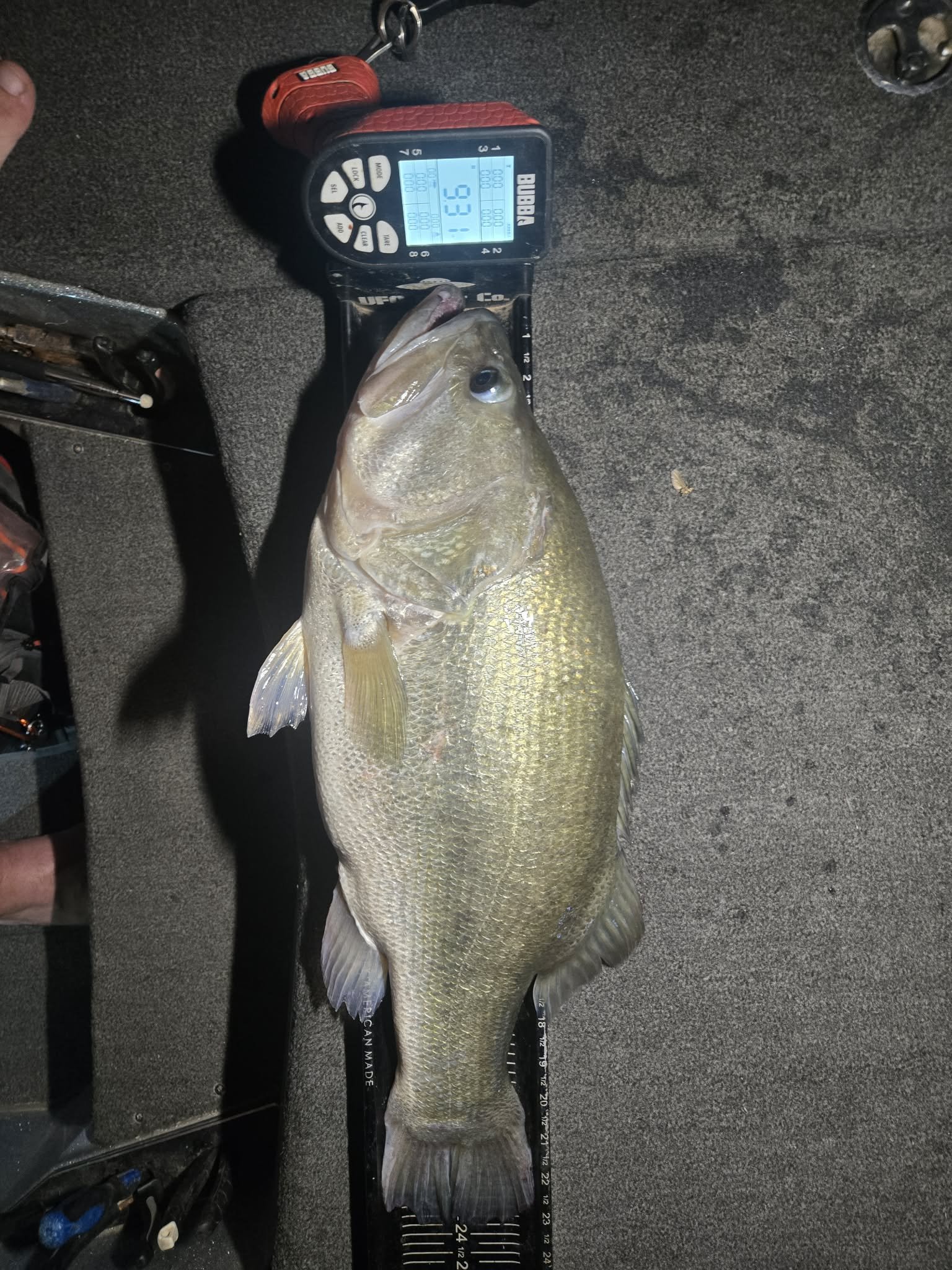 Largemouth Bass