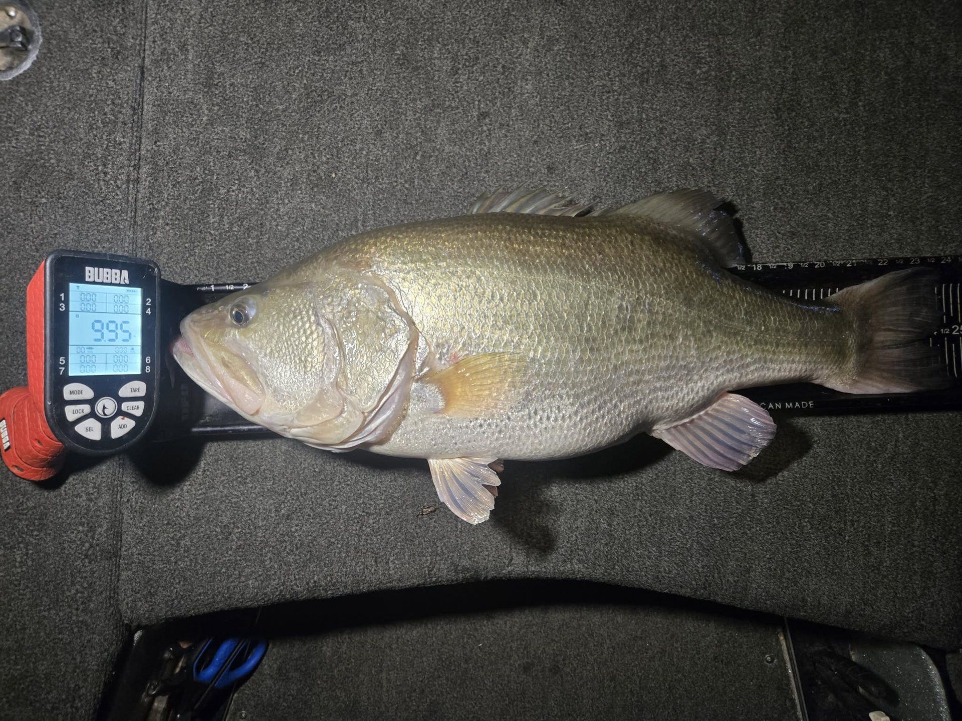 Largemouth Bass