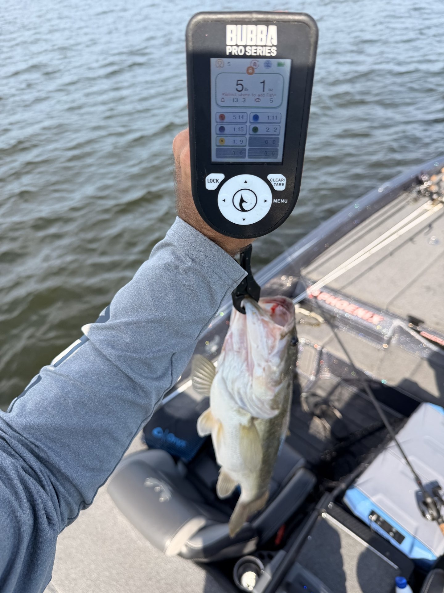 Largemouth Bass