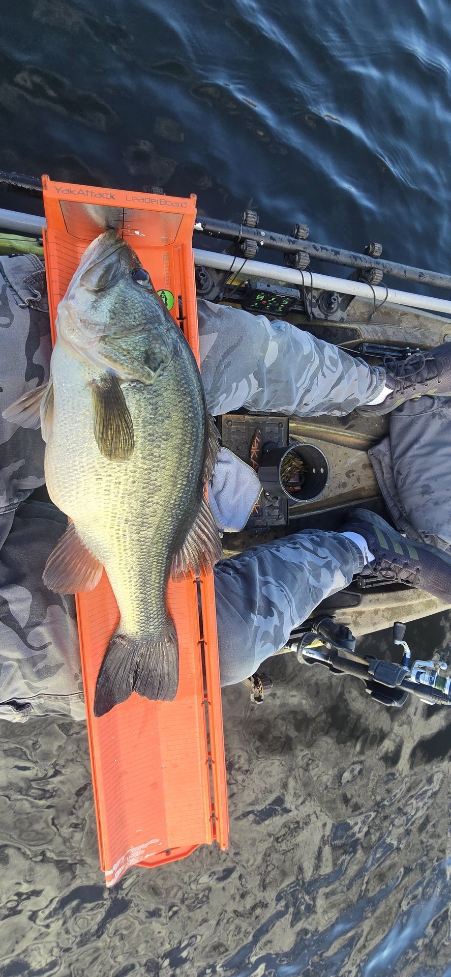 Largemouth Bass