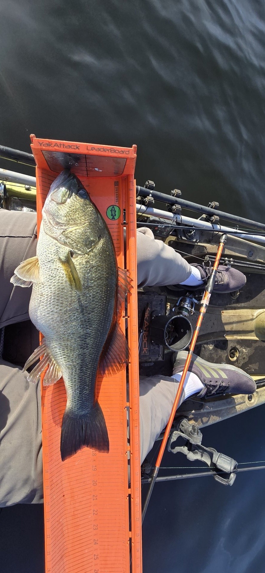 Largemouth Bass catch photo 3