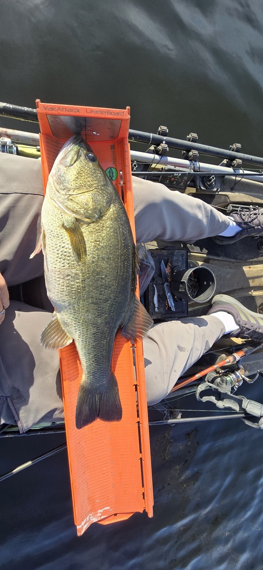twhite_fishing · Fish on Measuring Board