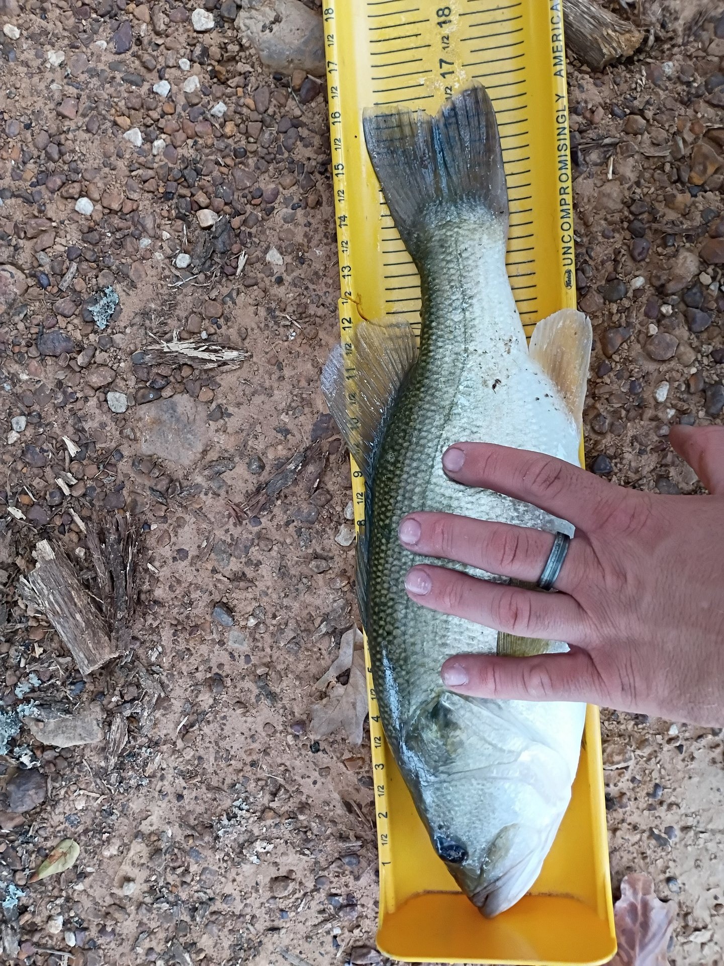 Largemouth Bass catch photo 3