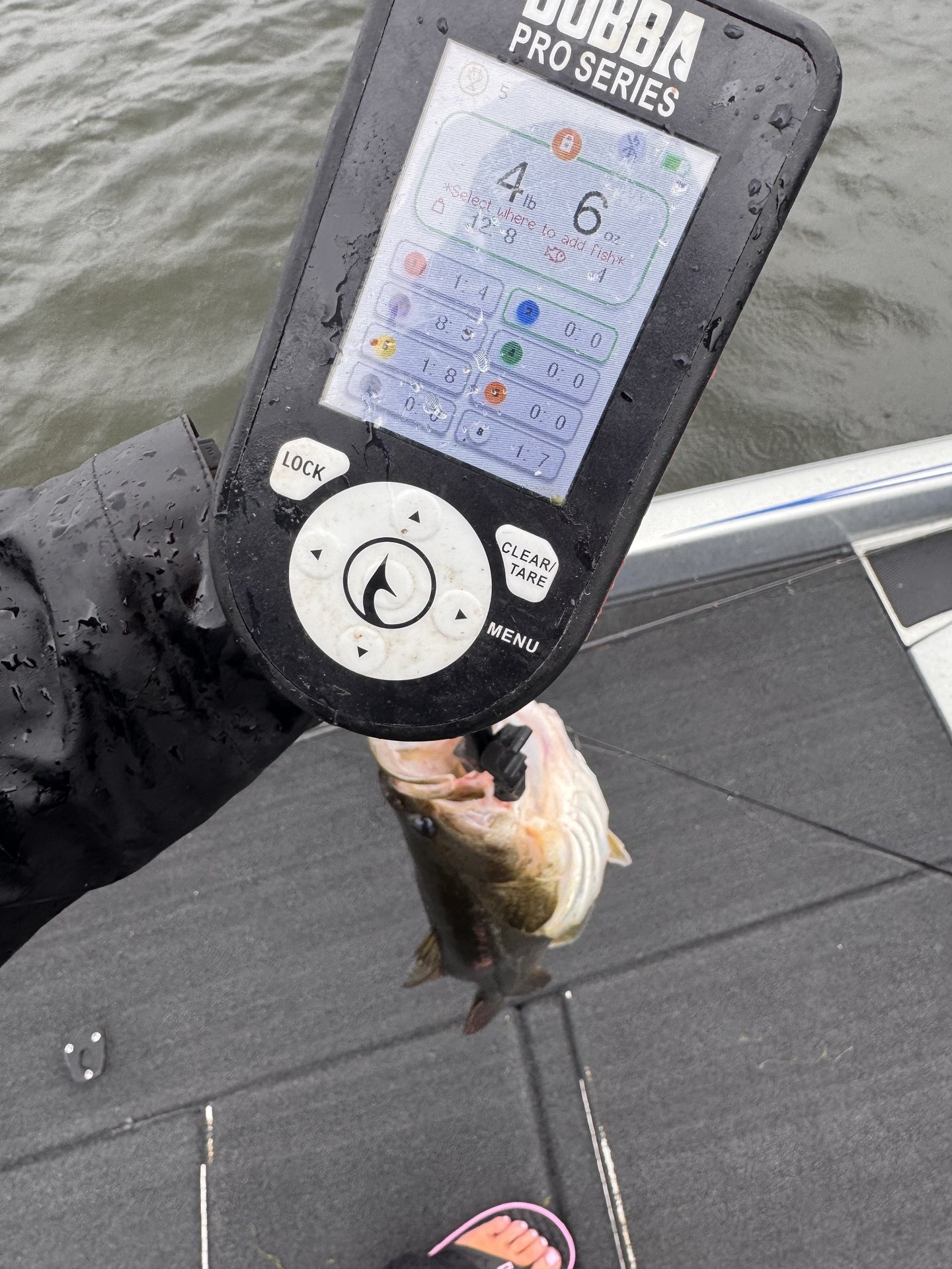 Largemouth Bass