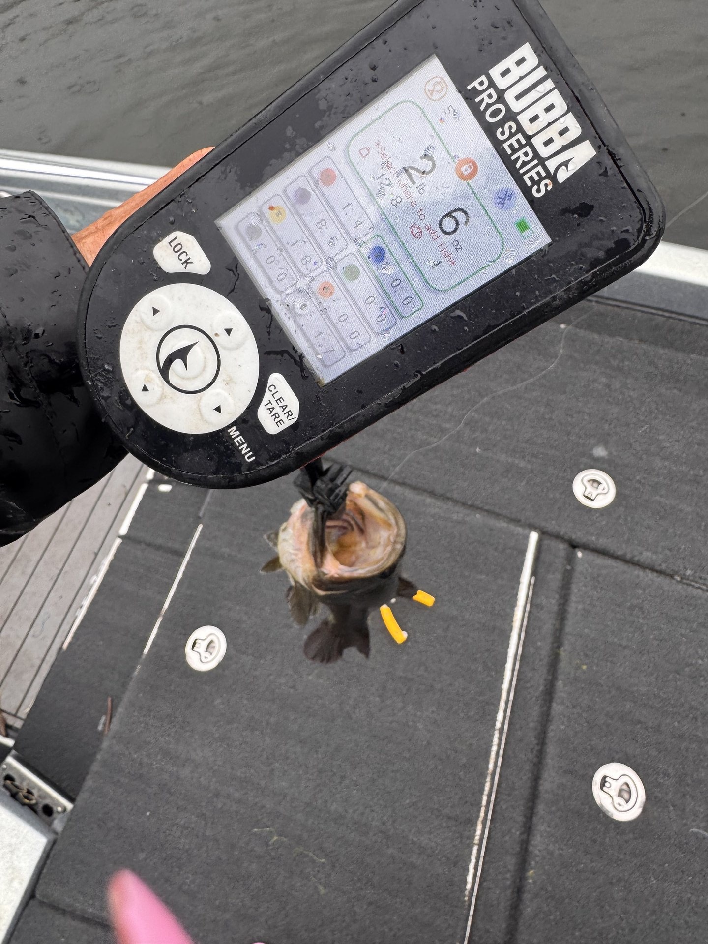 Largemouth Bass