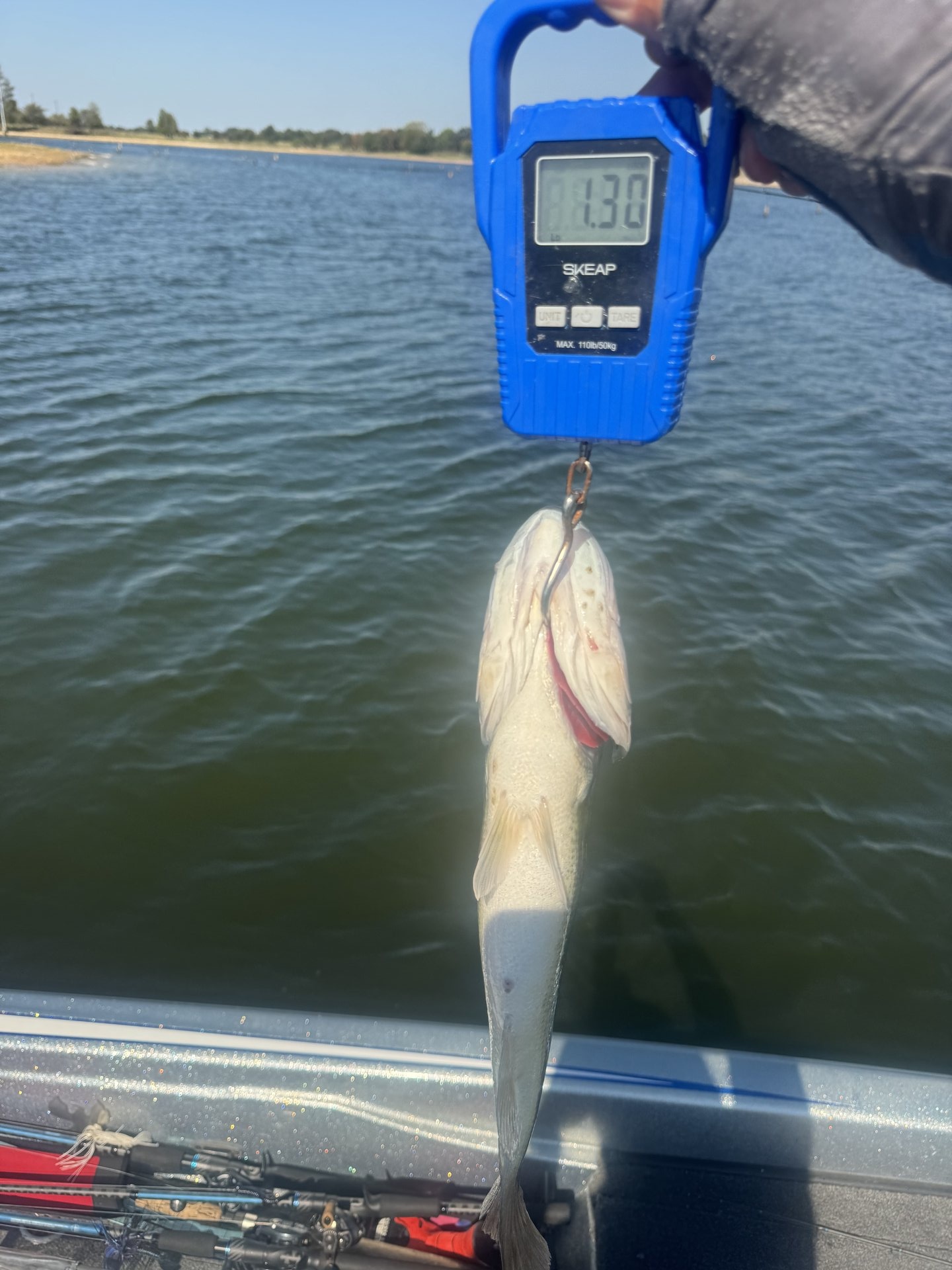Largemouth Bass