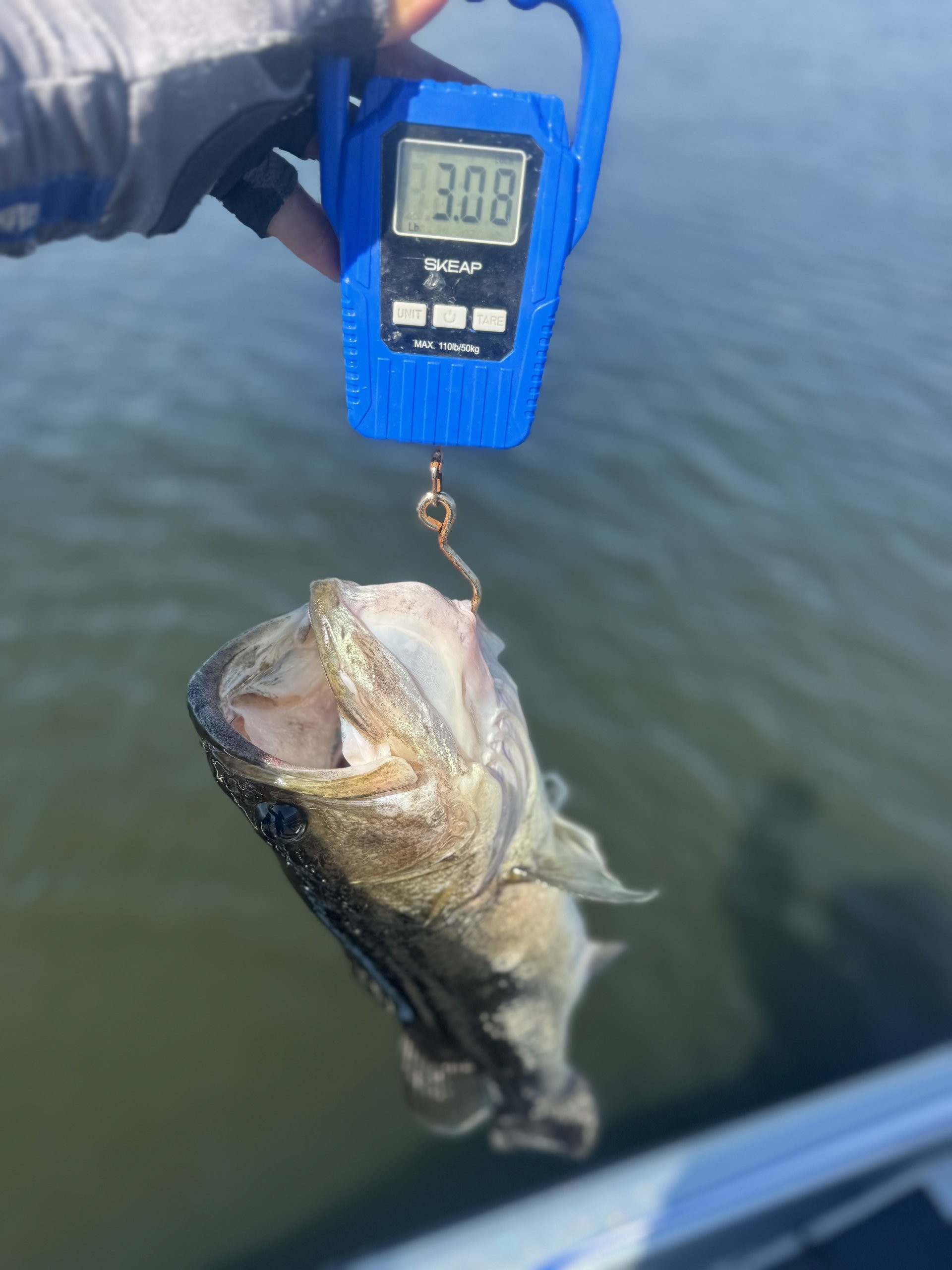 Rick Cruz · Fish on Scale